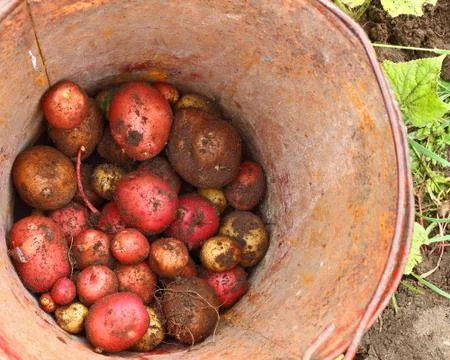 Potatoes at the bottom of a bucket Stock Photos