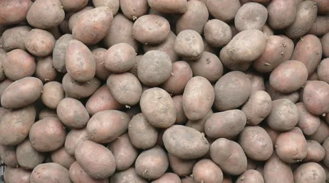 Potatoes in a box Stock Footage 62875406
