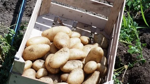 Potatoes in the box Stock Footage 83722748