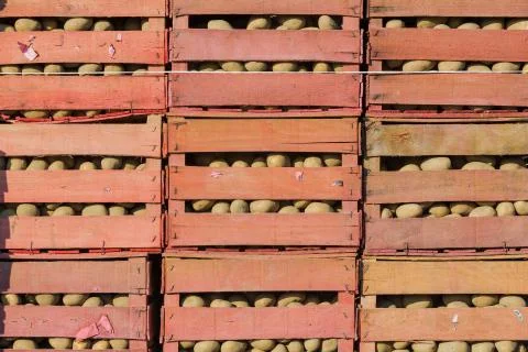 potatoes in boxes after harvest