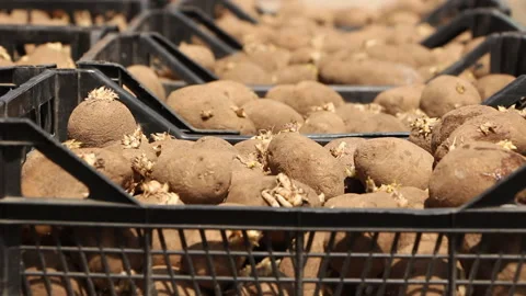 Potatoes in boxes on a sunny day Stock Footage 110257105