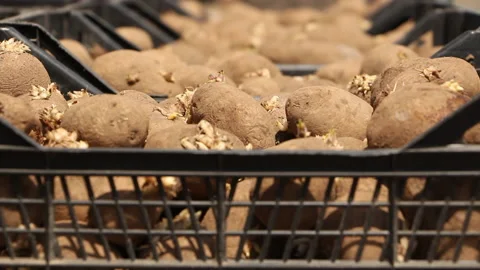 Potatoes in boxes on a sunny day Stock Footage 110444778