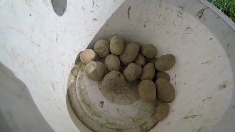 Potatoes in a bucket Stock Footage