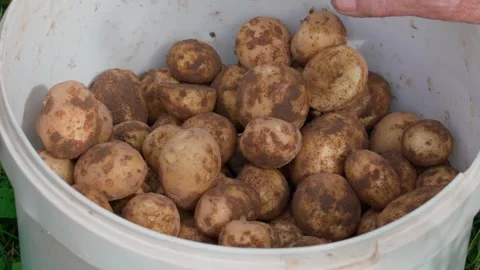 Potatoes in a bucket Stock Footage 316894955