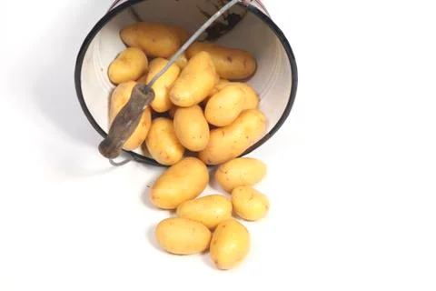 Potatoes in a  bucket lying down Stock Photos
