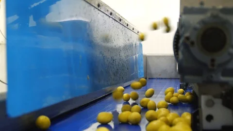 Potatoes bumping wall after conveyor. Finishing line. Fast track. Organic 스톡 동영상 128204214