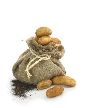 Potatoes in a burlap sack Stock Photos
