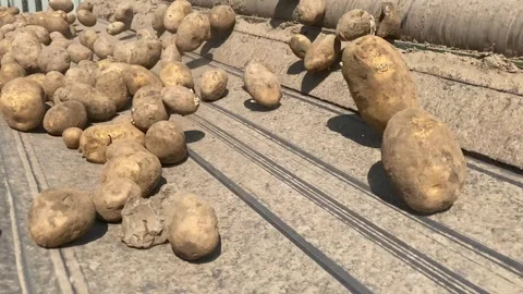 Potatoes close up Video stock 243926669