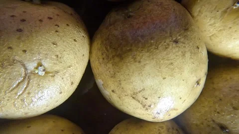 Potatoes Close up Shot - Backwards Stock Footage 282046049