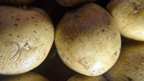 Potatoes Close up Shot - Forwards Video stock 282045915