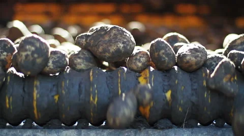 Potatoes on a conveyor belt Stock Footage 61566432