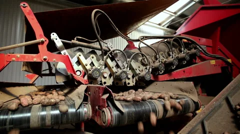 Potatoes on a conveyor belt Video stock 61566580