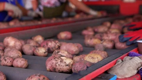Potatoes on a conveyor belt Stock Footage 73838107