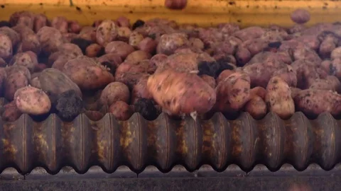 Potatoes on a conveyor belt Stock Footage 73838110