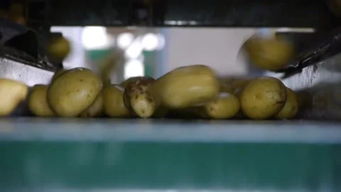 Potatoes on a conveyor belt 스톡 동영상 171990187