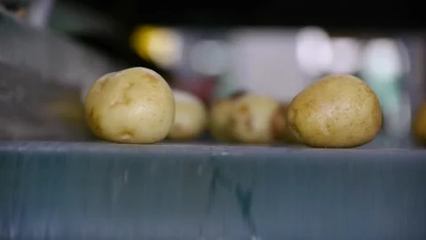 Potatoes on a conveyor belt 스톡 동영상 172016483