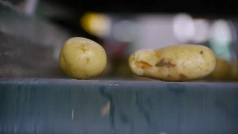 Potatoes on a conveyor belt 스톡 동영상 172016501