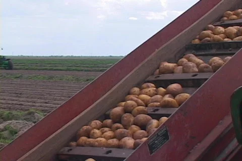 Potatoes on a Conveyor Belt Tractor in the b.g.  Stock Footage 141003