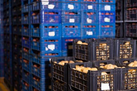 Potatoes in crates stacked in vegetable warehouse Foto stock