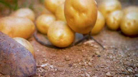 Potatoes crop falls to the ground. Vegetables, vegetarians, vegan, fresh product Stock Footage 136070855