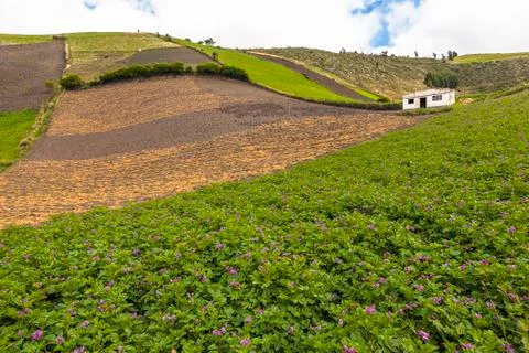Potatoes cultivated fields Stock Photos