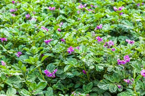 Potatoes cultivated fields Stock Photos