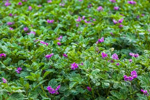 Potatoes cultivated fields Stock Photos