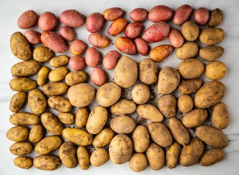 Potatoes different varieties. Stock Photos