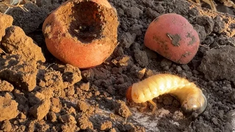 Potatoes eaten by pests May beetle larva Stock Footage 343406803