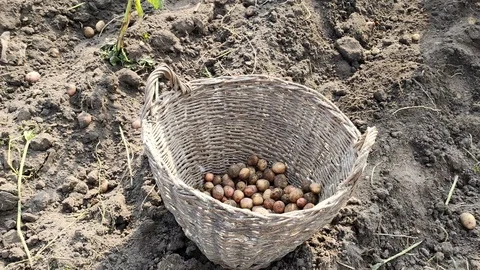 Potatoes fall into the wicker basket. Process of digging potatoes by hand Stock Footage 116622582