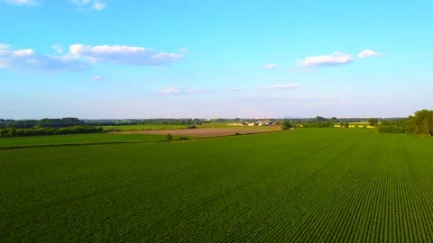 Potatoes field, aerial view Stock Footage 220153323