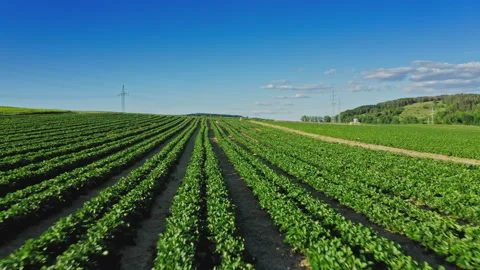 Potatoes field county Stock Footage 153635637