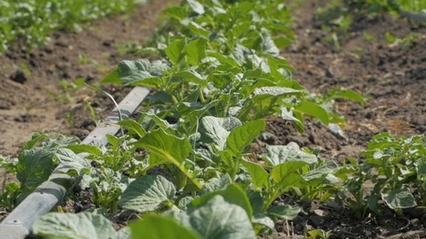 Potatoes field Stock Footage 95537110
