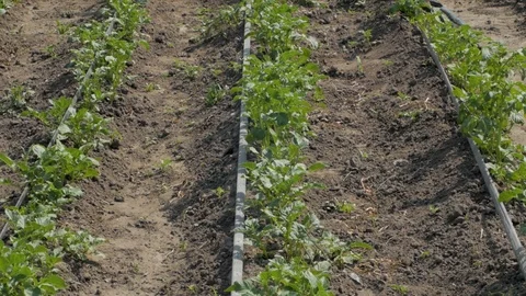 Potatoes field Stock Footage 95537332