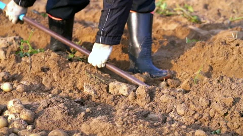 Potatoes in field. Stock Footage 134256433