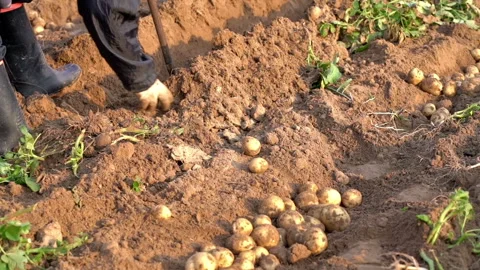 Potatoes in field. Stock Footage 134256768