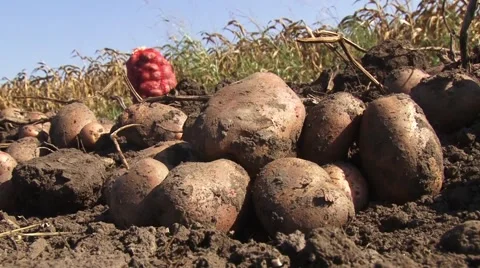 Potatoes in field, low-angle shot Stock Footage 56496173