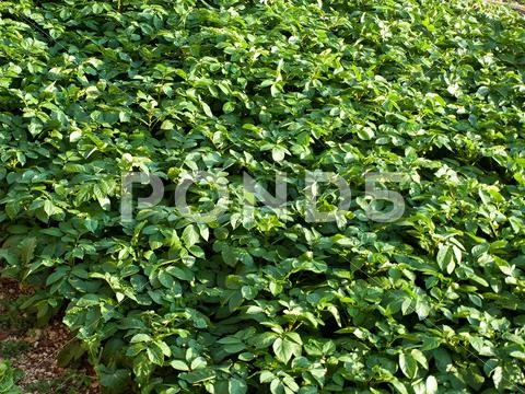 Potatoes field Stock Photos