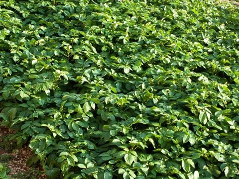 Potatoes field Foto stock