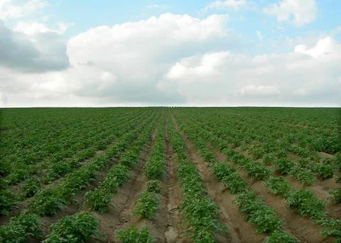 Potatoes field Stock Photos