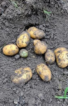 Potatoes on field Stock Photos
