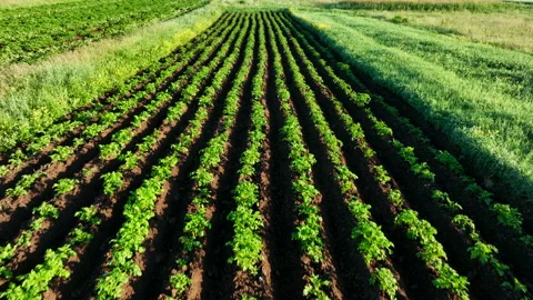Potatoes Field plantation, top view. green field of potatoes in row. 動画素材 201170145