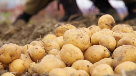 Potatoes Stock Footage 8836076