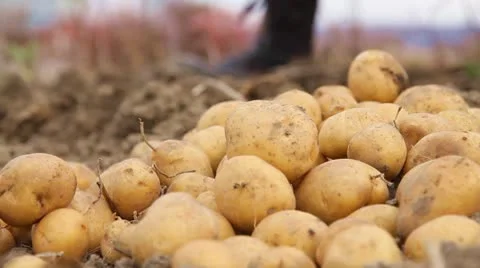 Potatoes Stock Footage 8838031