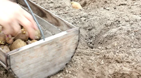 Potatoes Stock Footage 22711069