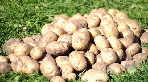 Potatoes Vídeo Stock 29678657