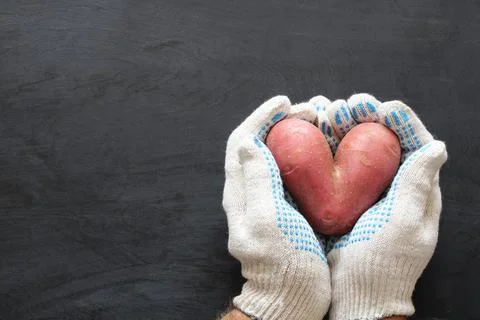 Potatoes in the form of a heart, root vegetable in gloved hands, top view. Stock Photos