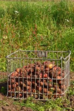 Potatoes fresh dug Stock Photos