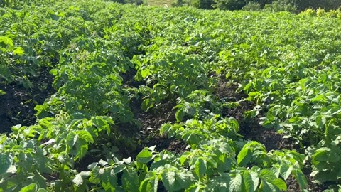 Potatoes in the garden Stock Footage 245639879