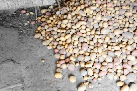 Potatoes from the garden Stock Photos